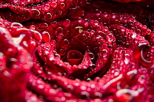 close-up photo of red petaled flower