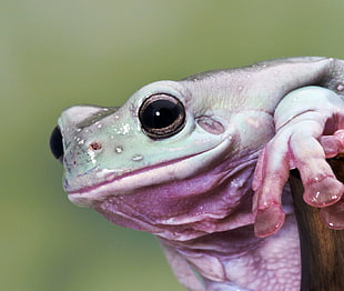 selective focus photography of red and green frog