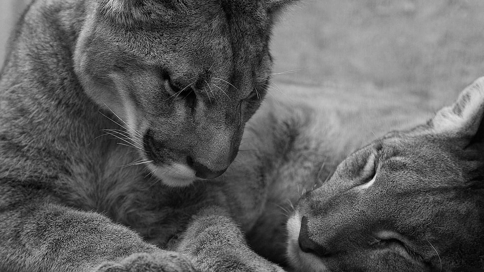 two animals in grayscale photography HD wallpaper