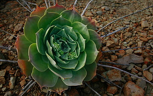 succulent plant