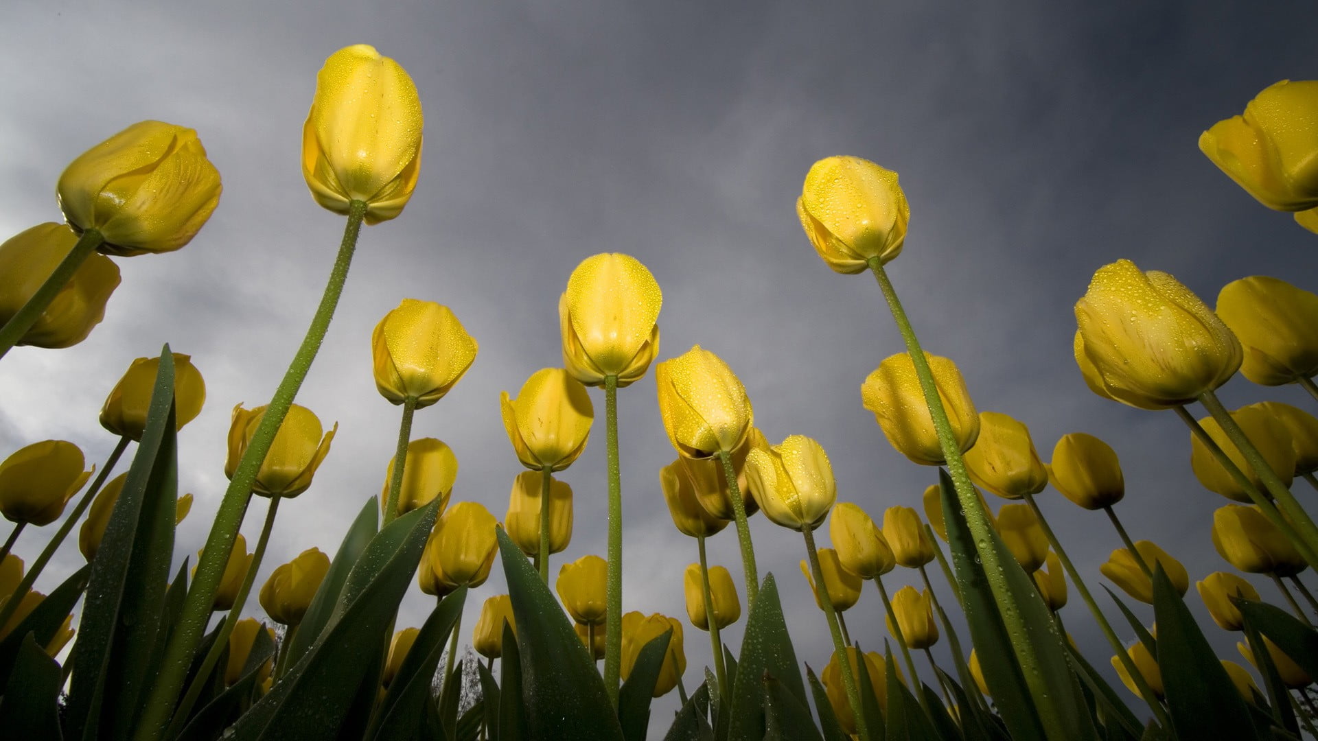 yellow rose flower lot, nature, flowers, tulips, worm's eye view