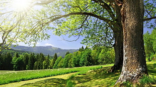 green leafed tree, nature, trees