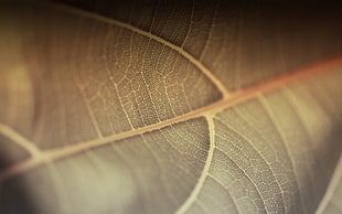 green leaf plant