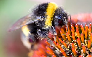 close up photo of Bumble Bee perching on orange flowers HD wallpaper