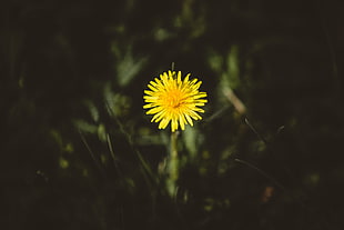 yellow petal flower, Dandelion, Flower, Bud