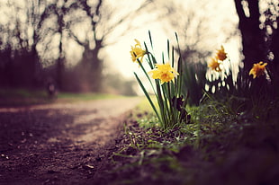 yellow daffodil flowers in closeup photography