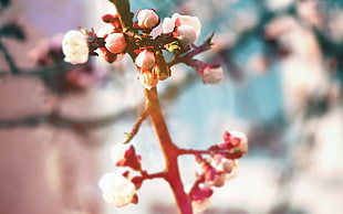 pink and white flower