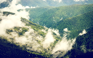 white and blue abstract painting, forest, clouds, green, nature