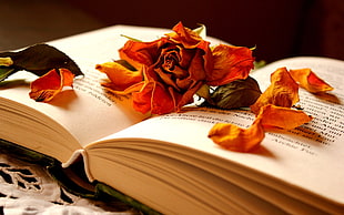 dried flower on open book HD wallpaper