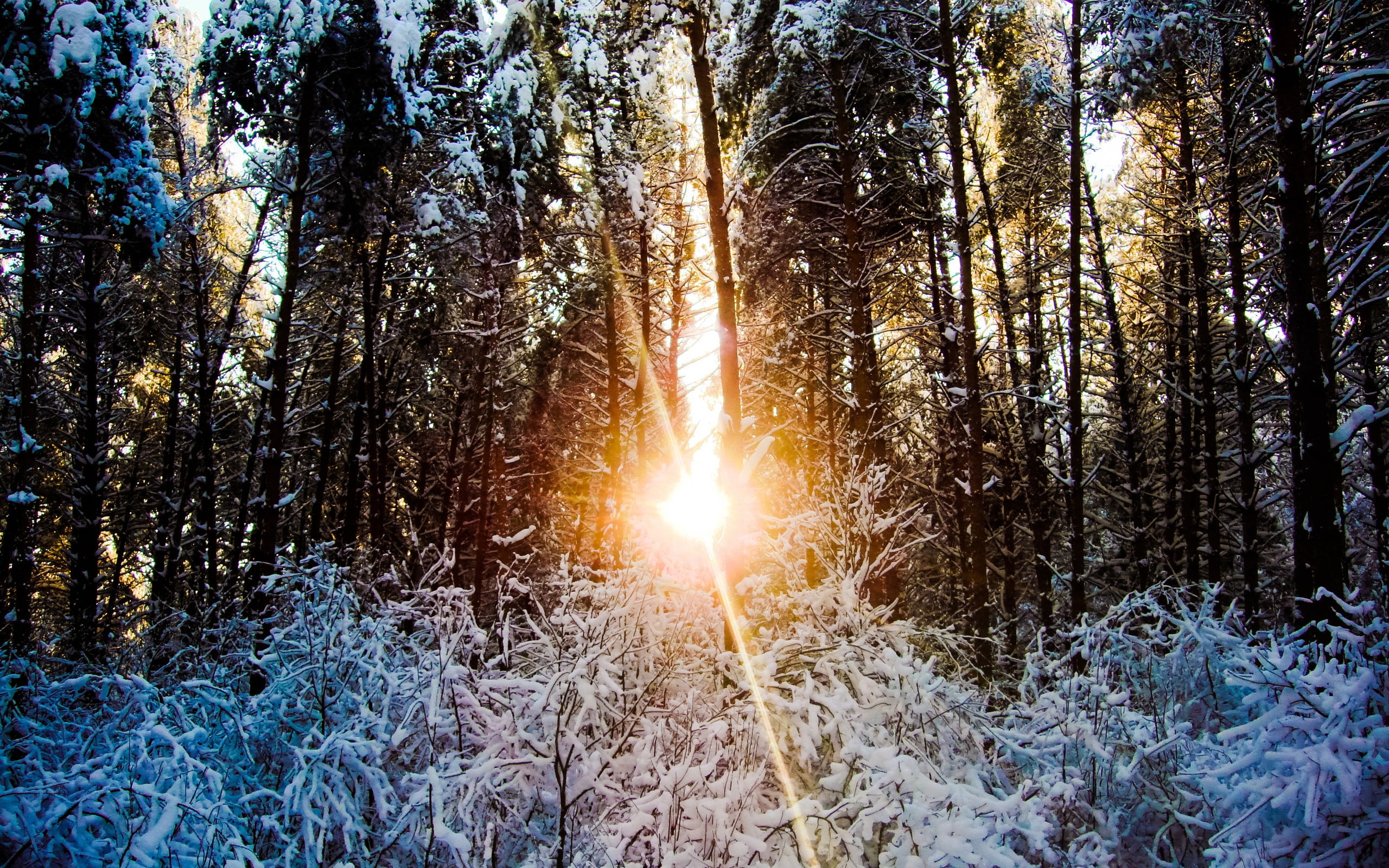 green leafed trees, winter, forest, snow, trees