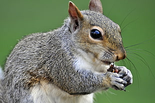 gray squirrel