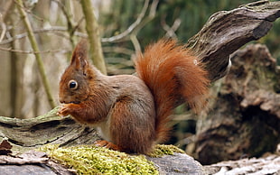 depth of field photography of brown squirrel