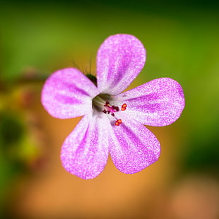 tilt lens photography of purple flower HD wallpaper