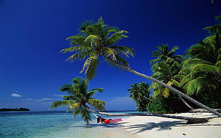 red hammock, nature, tropical, beach, palm trees HD wallpaper