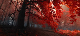 red leafed trees photography HD wallpaper