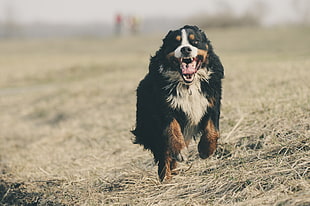 Bernese mountain dog, Bernese mountain dog, Bernese shepherd, Dog