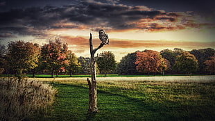 black and gray owl on brown tree painting