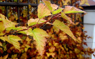 yellow leaves with spider web during daytime