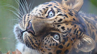brown leopard, jaguars HD wallpaper