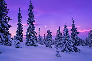 snow-covered trees, nature, landscape, forest, snow