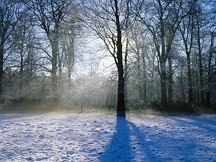 leafless black trees near white snows