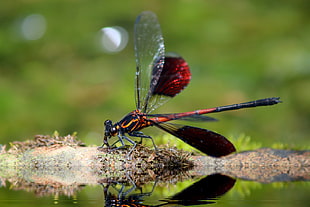 red and orange dragonfly