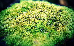 green shoots HD wallpaper