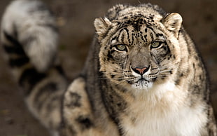 selective focus photography of brown and black jaguar