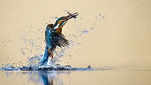 kingfisher catching fish closeup photography HD wallpaper