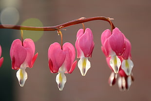 selective focus photography of Bleeding Hearts HD wallpaper