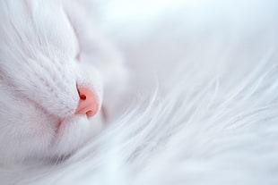 closeup photography of white cat