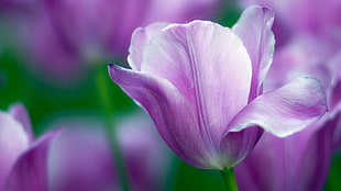 purple Tulips in bloom at daytime] HD wallpaper