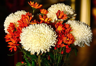 white and orange Mums flowers HD wallpaper
