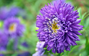 shallow focus photography of purple flower during daytime