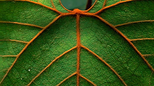 micro photography of green leaf HD wallpaper