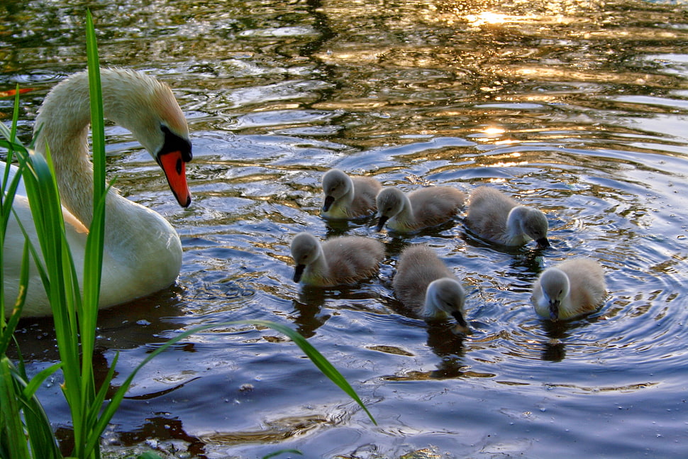 Swan with chicks on body of water HD wallpaper