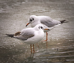 two white birds on body of water, black-headed gulls HD wallpaper
