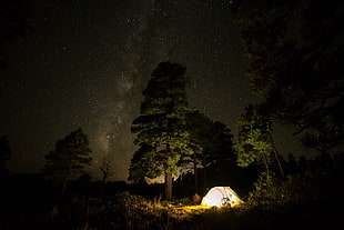 green trees, forest, night, stars, night sky