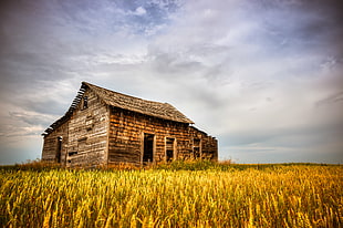 nipa hut in rice field HD wallpaper