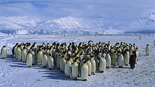 group of penguins, birds, snow, penguins, Antarctica HD wallpaper