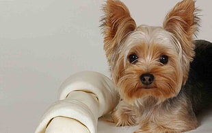 black and tan Yorkshire Terrier with rubber bone toy HD wallpaper