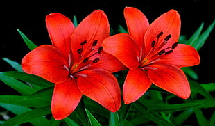 two red petaled flowers