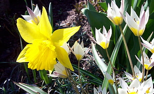 Daffodils,  Flowers,  Flowerbed,  Green