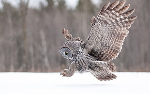 brown owl, owl, birds, snow HD wallpaper