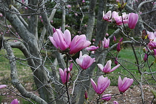 depth of field photo of purple petaled tree