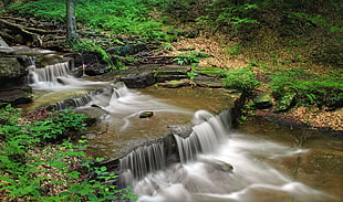 waterstream beside green plants