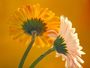 two yellow and white petaled flowers