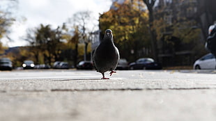 grey pigeon, photography, birds HD wallpaper