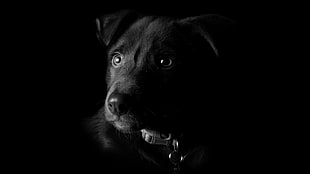 short-coated black dog, nature, animals, dog, artwork HD wallpaper