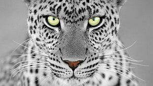 snow leopard closeup photography HD wallpaper